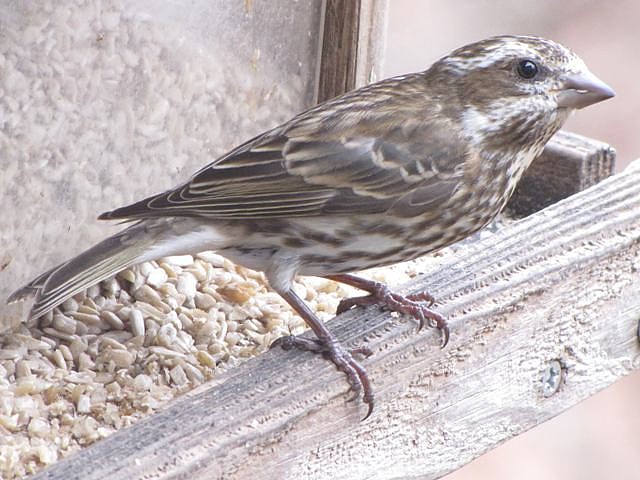 Purple Finches